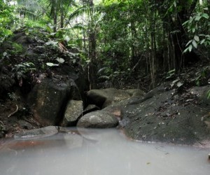 El Bosque de Mutis. Fuente www.agenciadenoticias.unal.edu.co